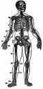 skeleton